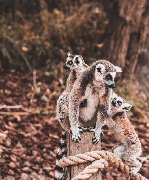 voyage à Madagascar