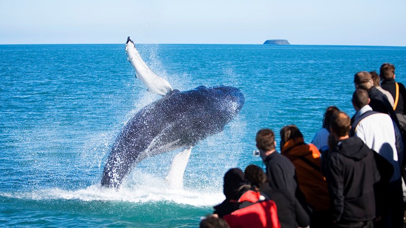 baleine Islande