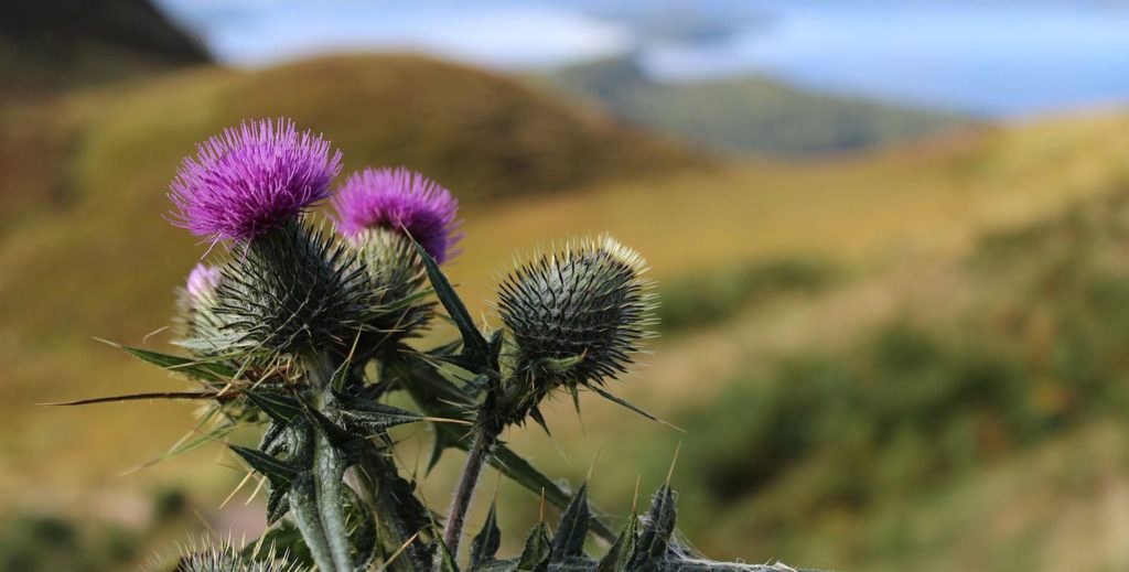 voyage en Ecosse