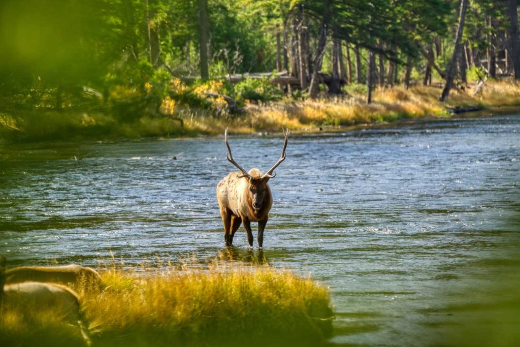 Parc national du Yellowstone