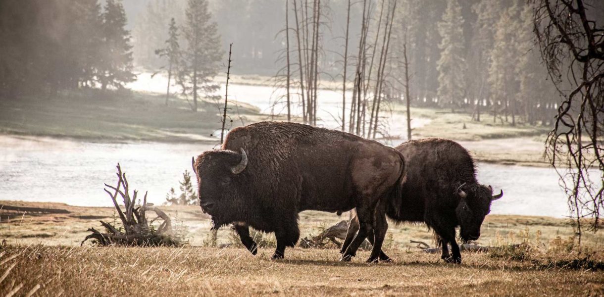 Voyage au Yellowstone