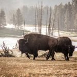 Voyage au Yellowstone