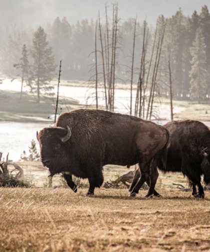 Voyage au Yellowstone