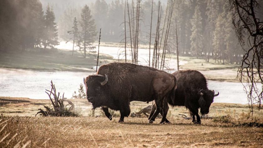 Voyage au Yellowstone