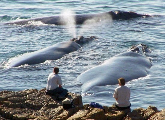 baleines à Hermanus - voyage Le Cap