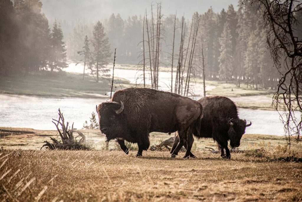 Yellowstone voyage aux USA