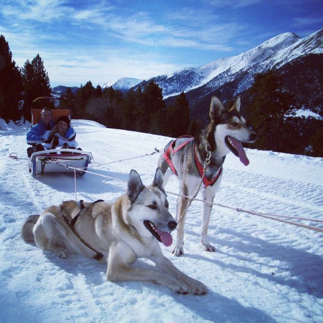 Chiens de traineaux