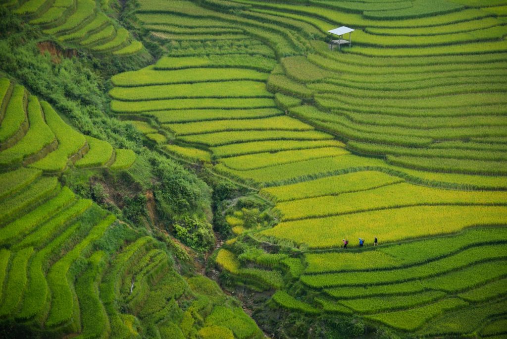 Rizières Vietnam