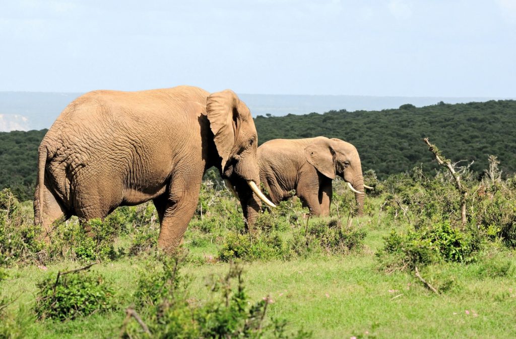 Addo Elephant National Park