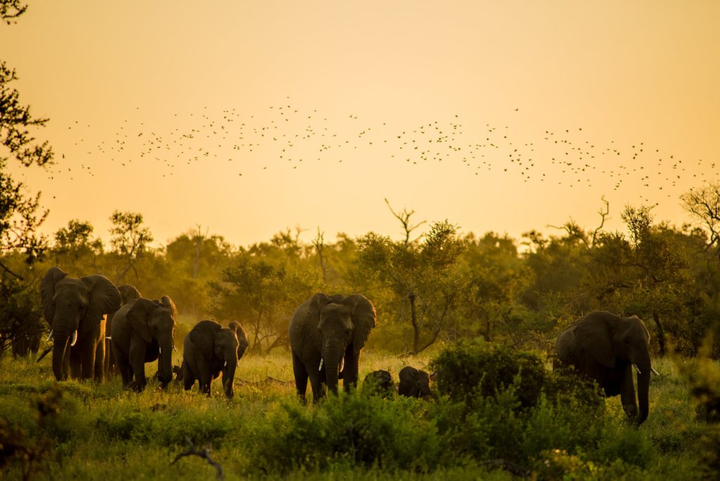 Kruger National Park