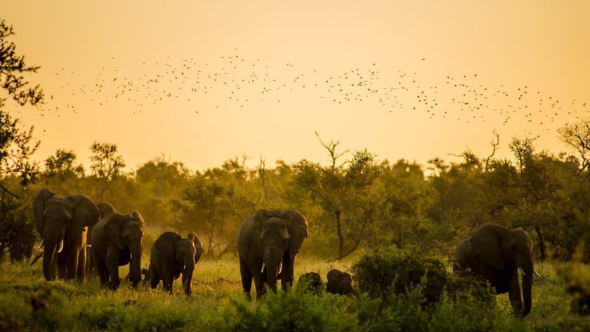 Voyage en Afrique du Sud