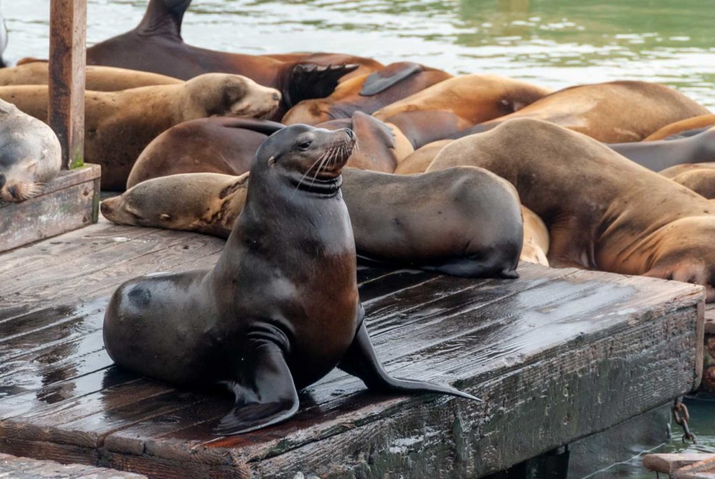 Pier 39