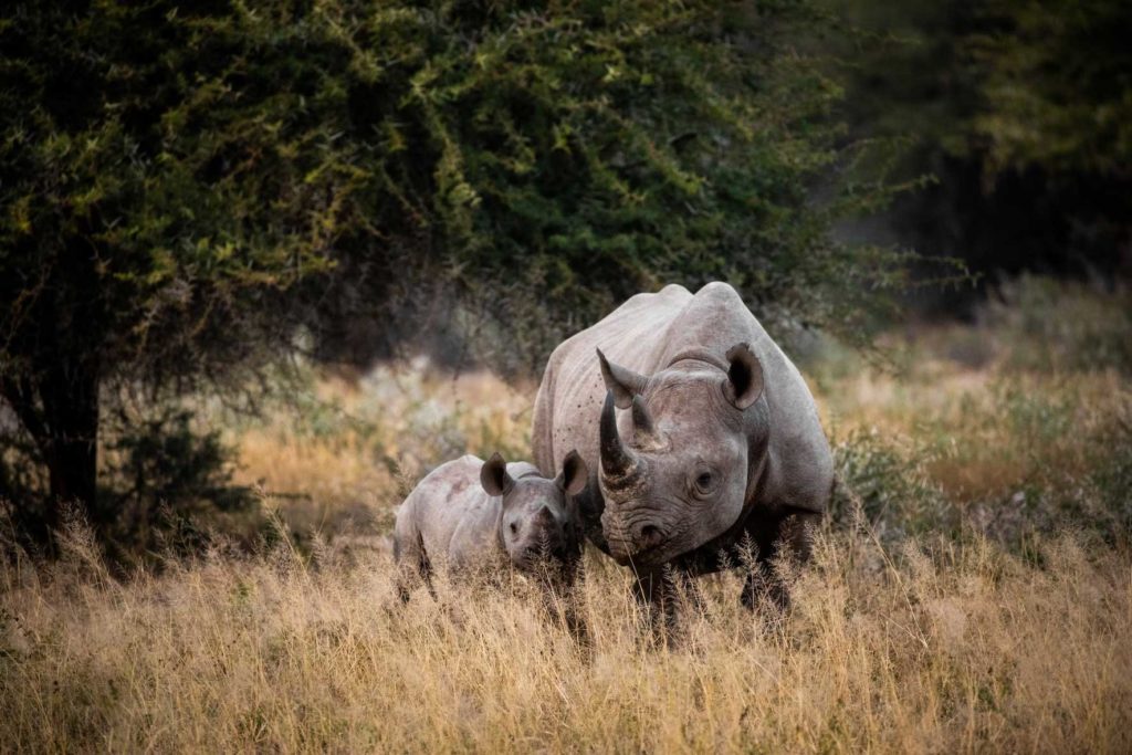 voyage au parc national Kruger