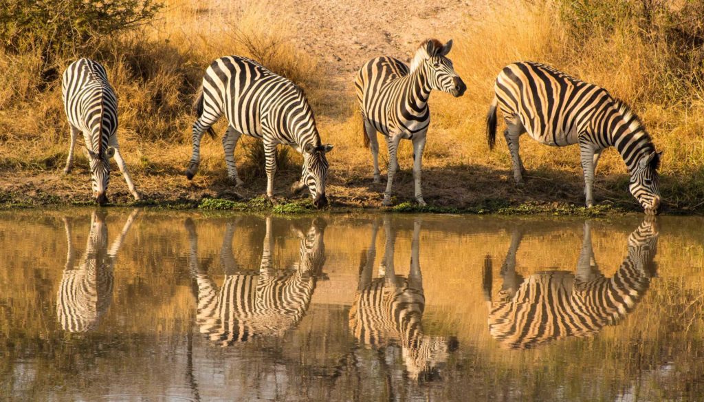 voyage au parc national Kruger
