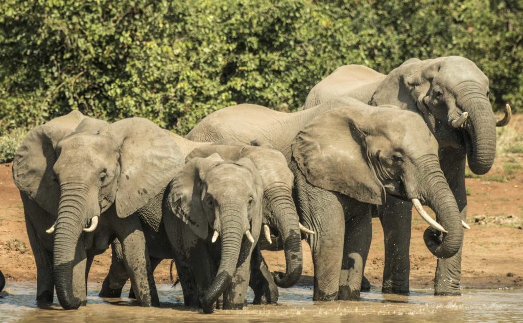 voyage au parc national Kruger