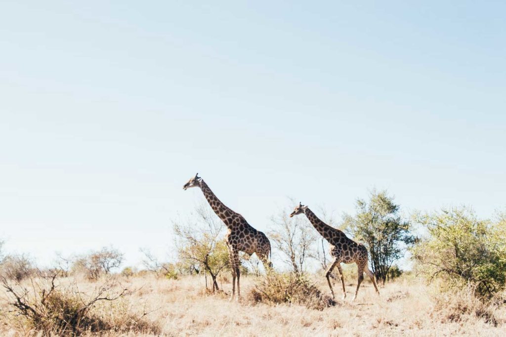 voyage au parc national Kruger