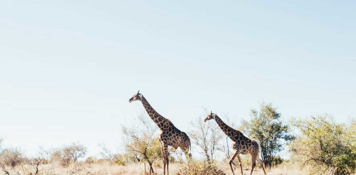 voyage parc kruger afrique du sud