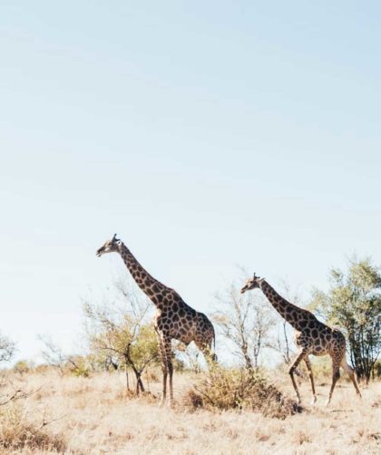 voyage parc kruger afrique du sud