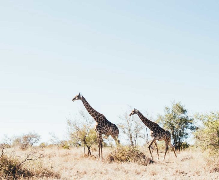 voyage parc kruger afrique du sud