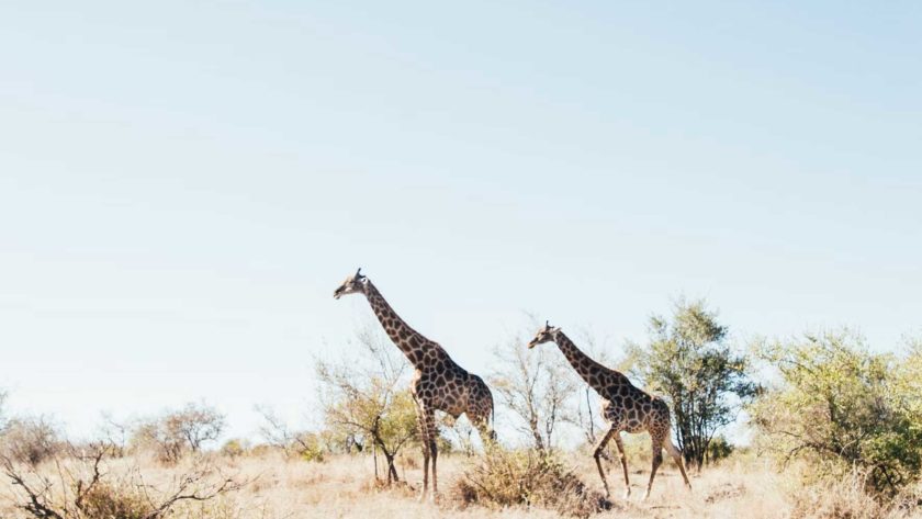 voyage parc kruger afrique du sud