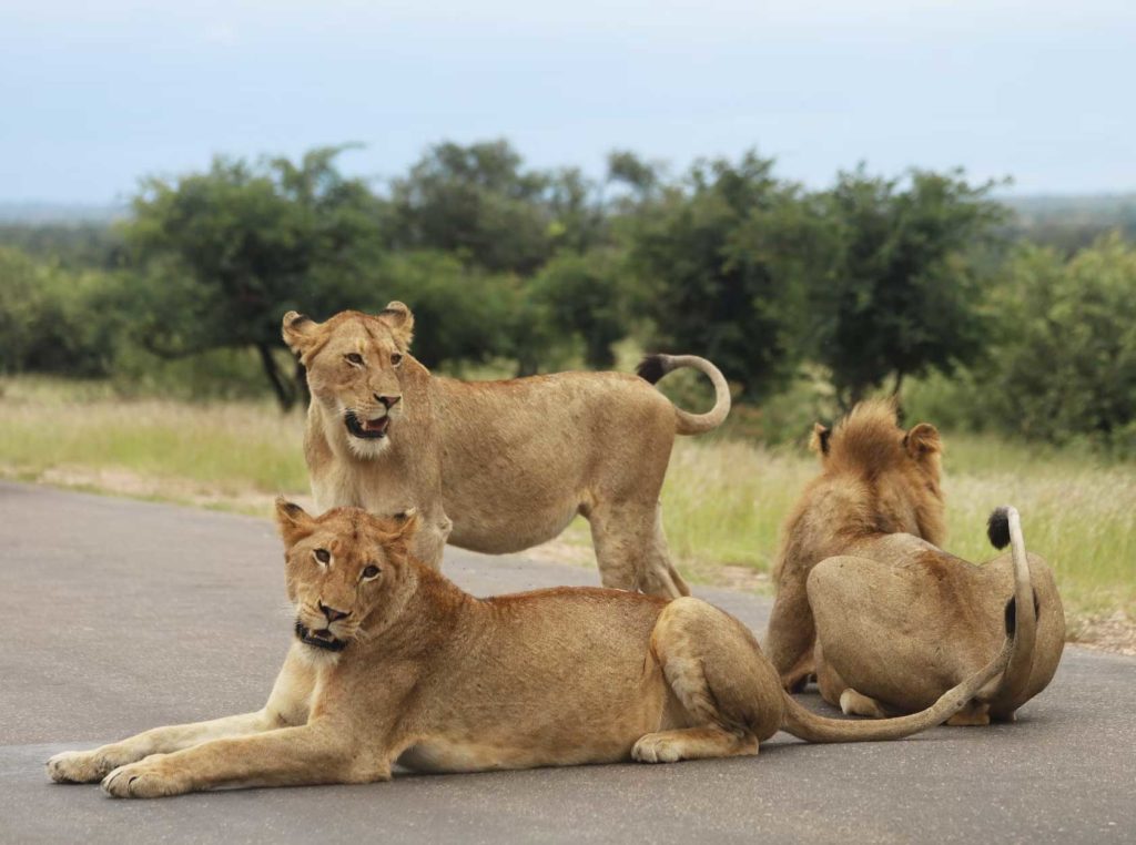 voyage au parc national Kruger