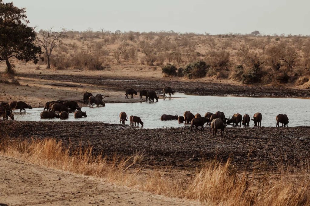 voyage au parc national Kruger