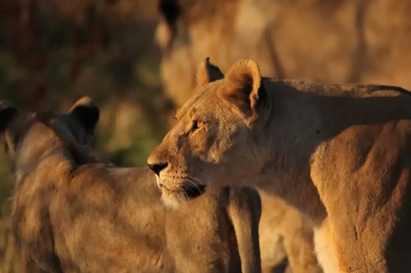 Voyage en Afrique du Sud